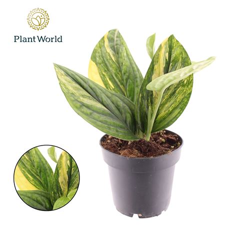Epipremnum Variegata Marble Planet