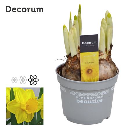 Narcissus Lucky Number (decorum)