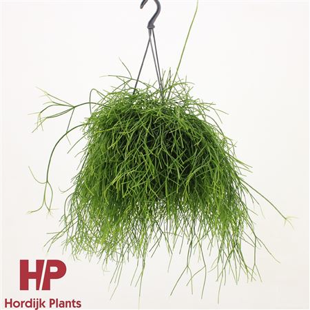 Rhipsalis Baccifera Hanging Pot