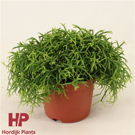 Rhipsalis Baccifera Oasis