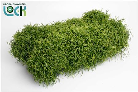 Rhipsalis Baccifera Oasis