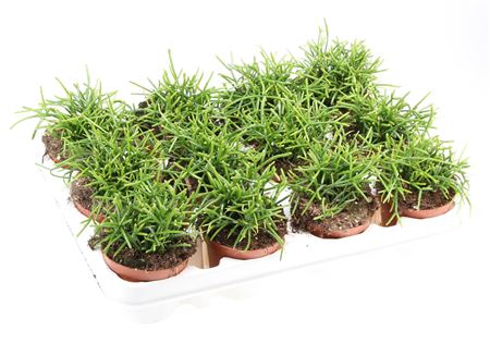 Rhipsalis Cassutha Oasis
