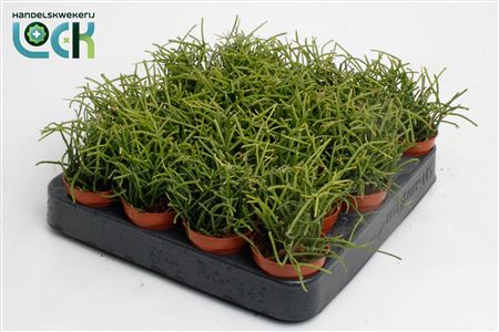 Rhipsalis Baccifera Oasis