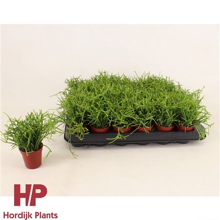 Rhipsalis Baccifera Oasis