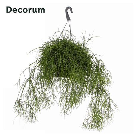 Rhipsalis Bacci. Oasis