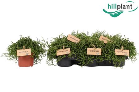 Рипсалис Бакцифера Кассута Оазис