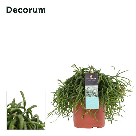 Рипсалис Бакцифера Кассута Оазис