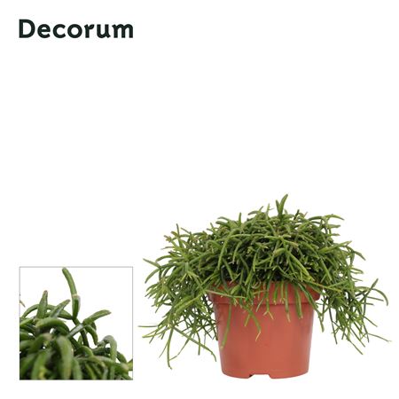 Rhipsalis Oasis