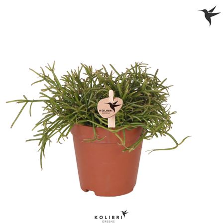 Rhipsalis Baccifera