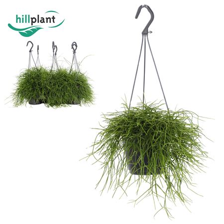 Rhipsalis Oasis 14cm Hanging
