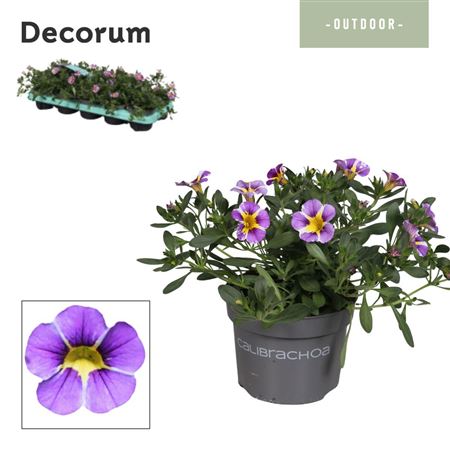 Calibrachoa Rave Blue (decorum)