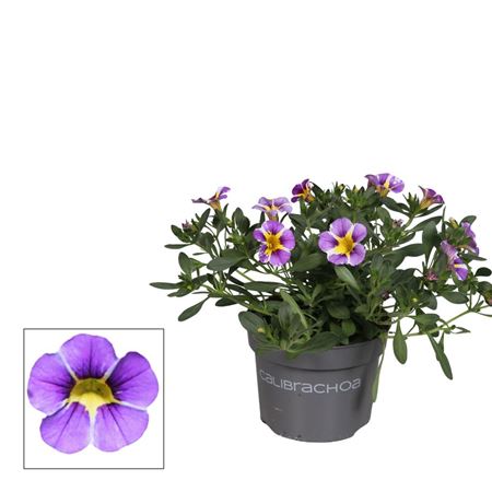 Calibrachoa Rave Blue (decorum)