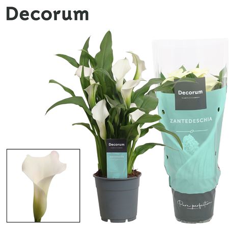 Zantedeschia White (decorum)