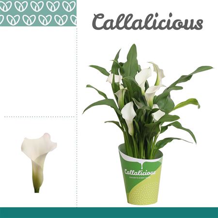 Zantedeschia White Ton Sur Ton Potcover