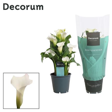 Zantedeschia White 5+ (decorum)