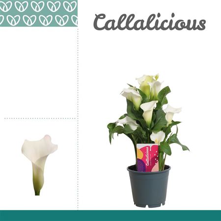 Zantedeschia White 4+