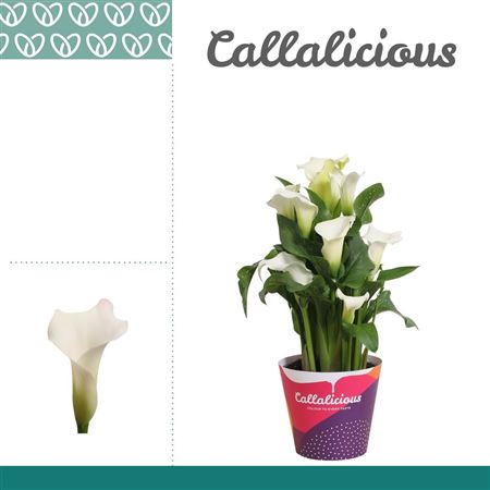 Zantedeschia White 4pp Potcover