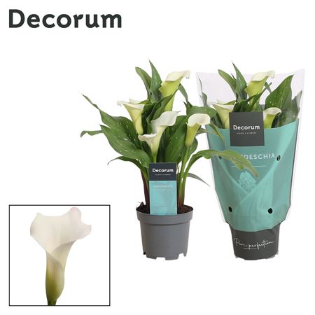 Zantedeschia White (decorum)