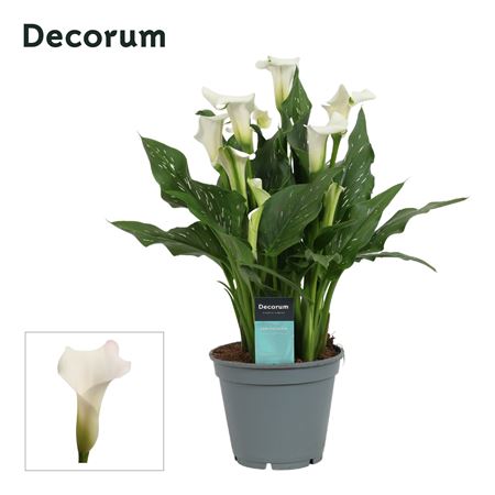 Zantedeschia White (decorum)