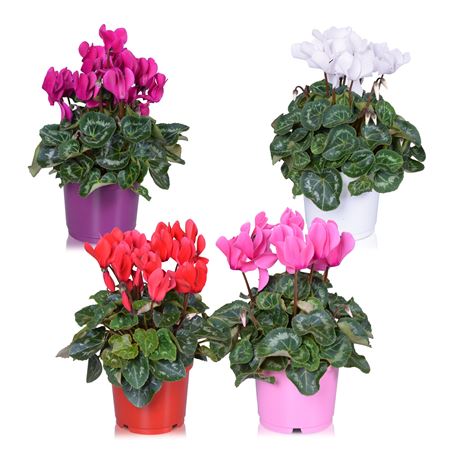 Цикламен Супер Аллюр Микс Тон Сюр Тон