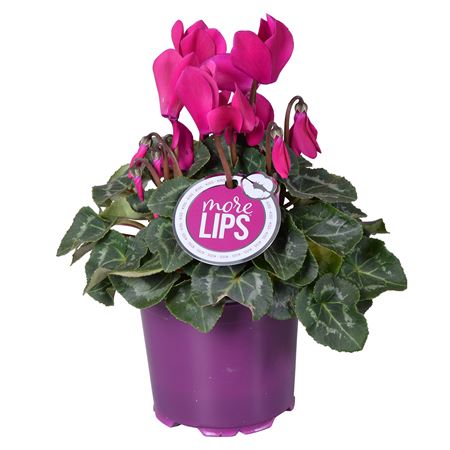 Cyclamen Super Allure Purple (morelips)
