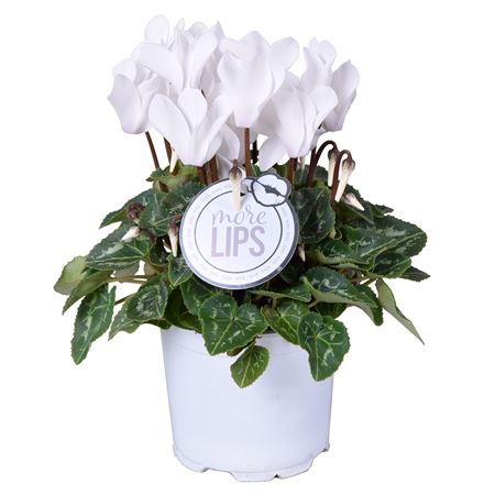 Cyclamen Super Allure White (morelips)