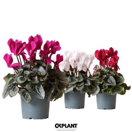 Cyclamen Rembrandt Mix