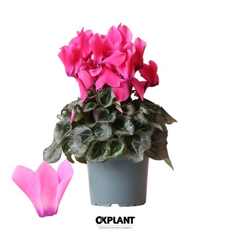 Cyclamen Rembrandt Pink