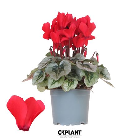 Cyclamen Rembrandt Red