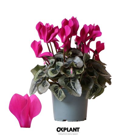 Cyclamen Rembrandt Violet