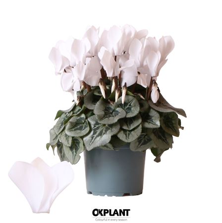 Cyclamen Rembrandt White