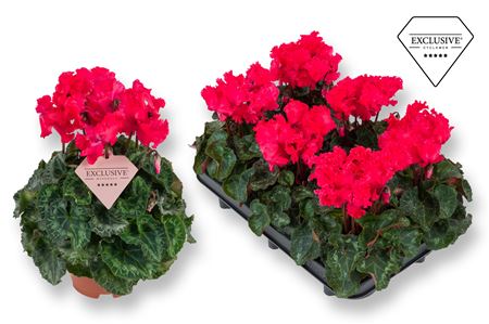 Cyclamen Merengue Red (exclusive)