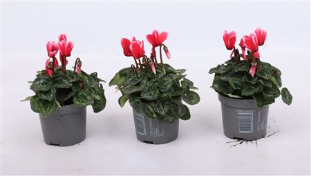 Cyclamen Metis Fantasia Salmon