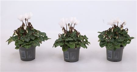 Cyclamen Metis White