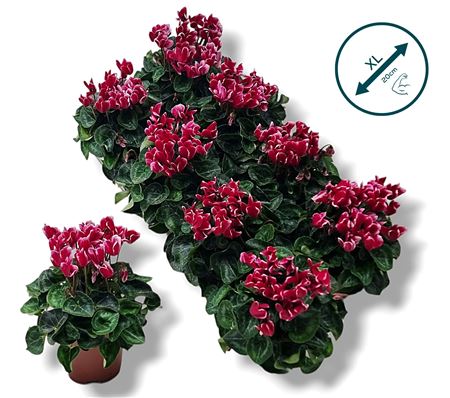 Cyclamen Compact Fantasia Wine Red