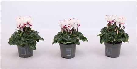 Cyclamen Verano Metis Victoria