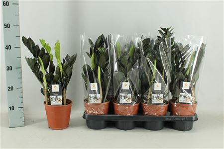 Zamioculcas Raven 4+
