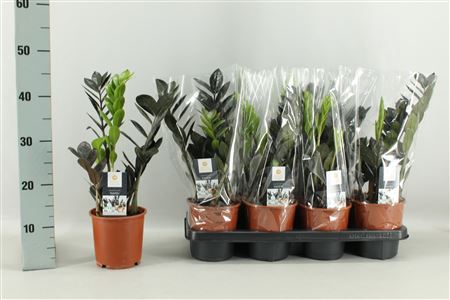 Zamioculcas Raven 3+