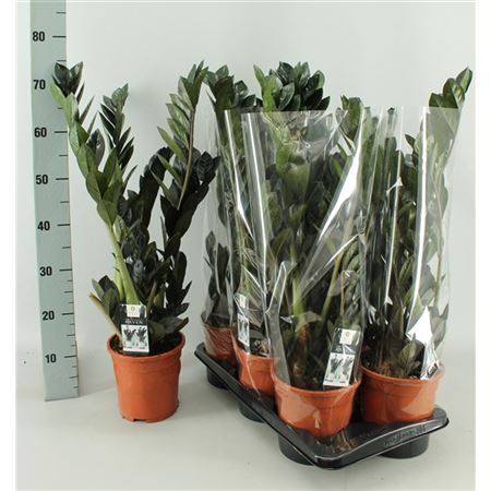 Zamioculcas Raven 4+
