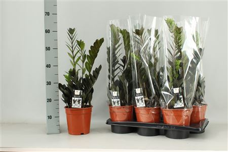 Zamioculcas Raven 3+