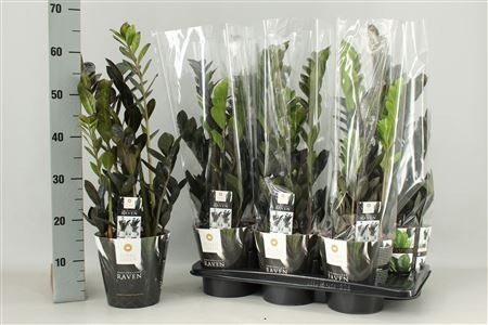 Zamioculcas Raven 4+