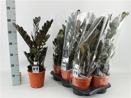 Zamioculcas Raven 4+
