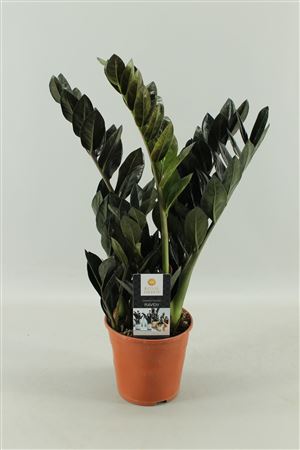 Zamioculcas Raven 4+