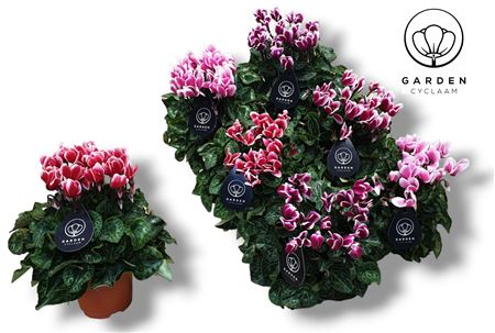 Cyclamen Garden Fuji Mix
