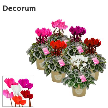 Cyclamen Picasso Mix (decorum)