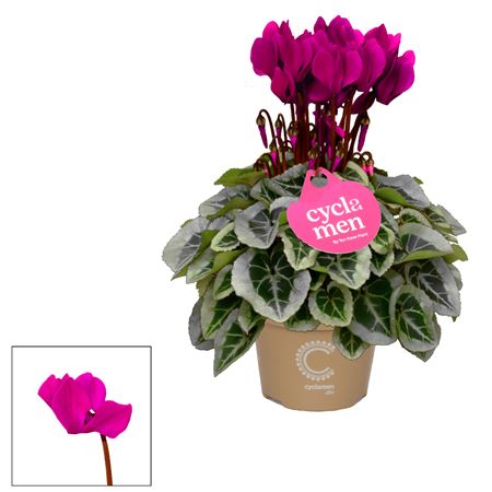 Cyclamen Picasso Purple