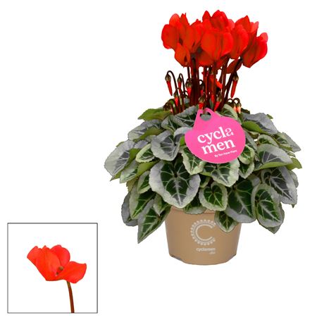 Cyclamen Picasso Red