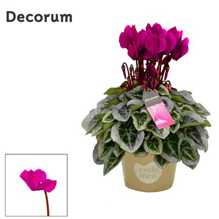 Cyclamen Picasso Violet (decorum)