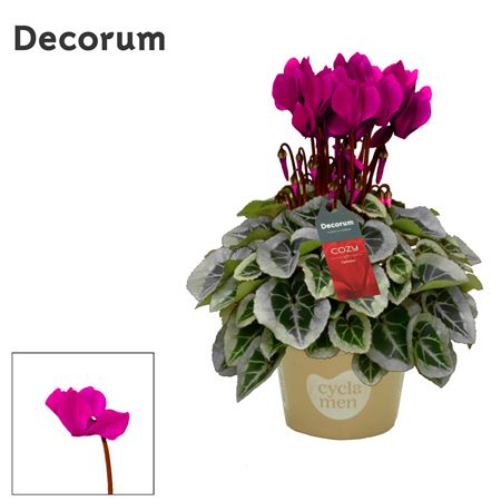 Cyclamen Picasso Violet Cozy (decorum)
