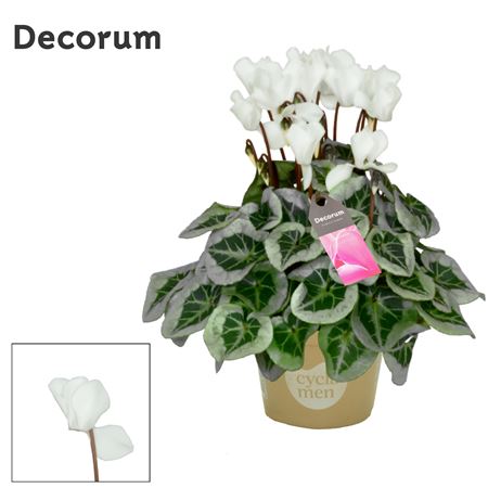 Cyclamen Picasso White (decorum)